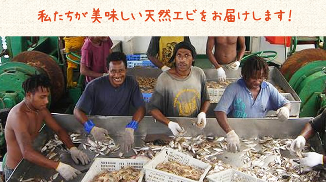 パプアニューギニア海産：美味しいエビをお届けします！